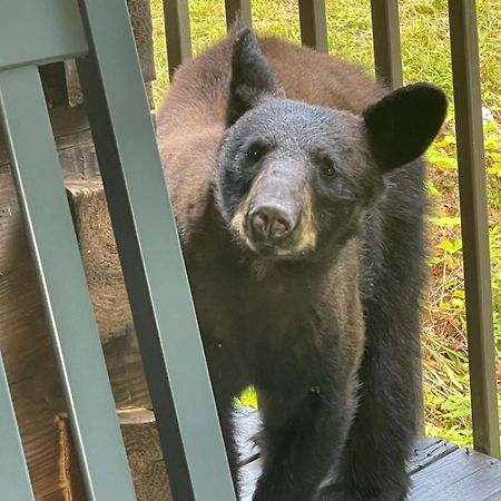 Villa Bears Among Us à Gatlinburg Extérieur photo