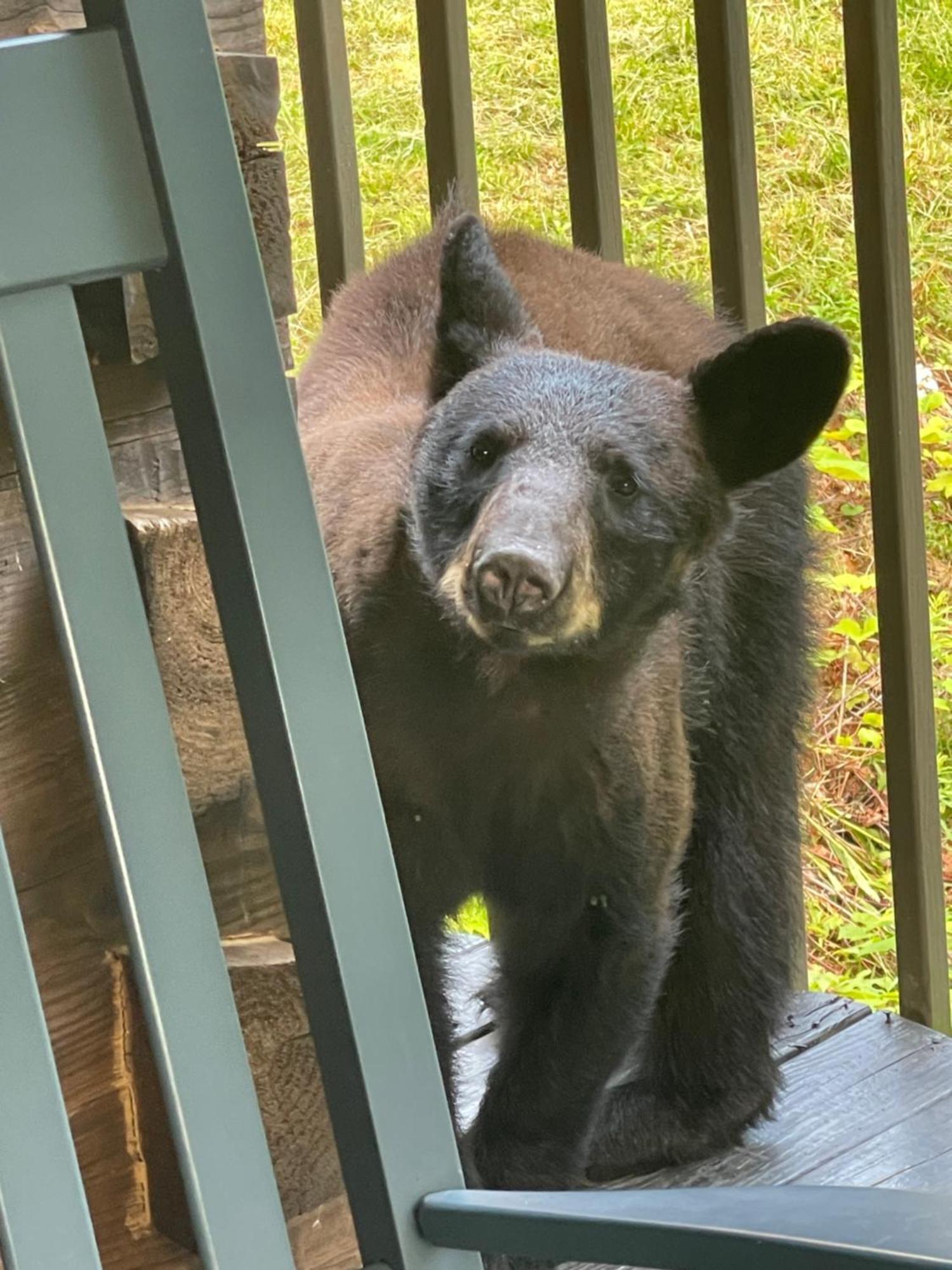 Villa Bears Among Us à Gatlinburg Extérieur photo