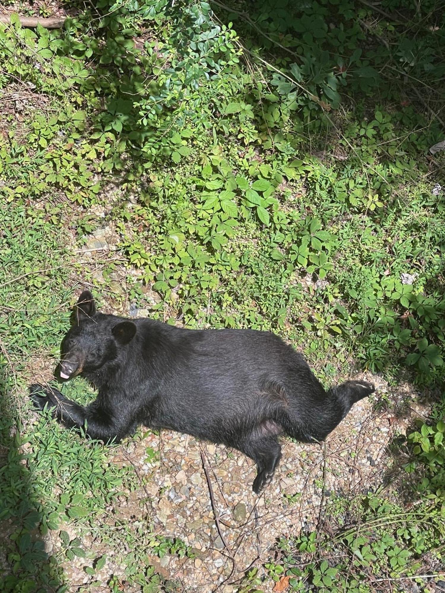 Villa Bears Among Us à Gatlinburg Extérieur photo